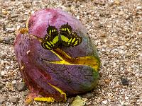 Malachit Falter auf reifer geplatzter Mangofrucht